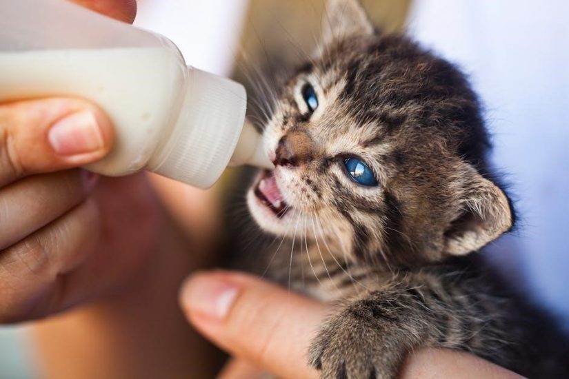 kmr kitten milk feeding instructions