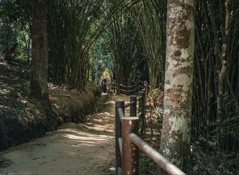 scid 5 pdf free download