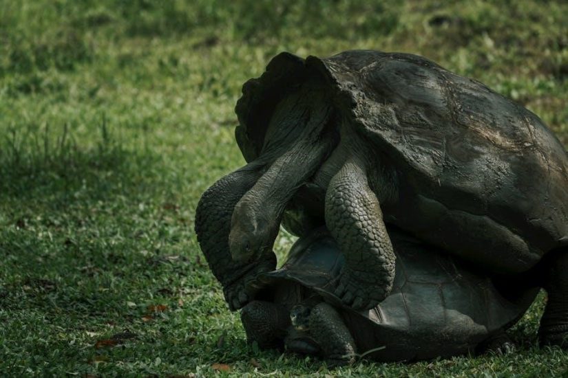 the fake mate pdf download